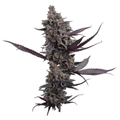 cinderella pineapple cannabis seeds by brothers grimm seeds