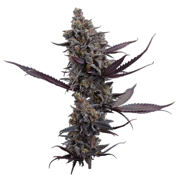 cinderella pineapple cannabis seeds by brothers grimm seeds