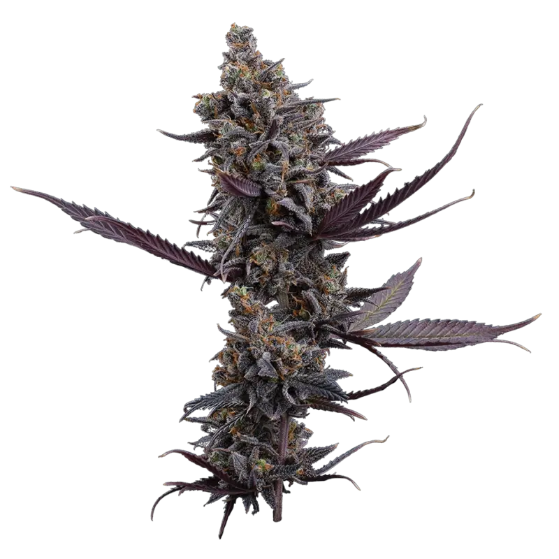 cinderella pineapple cannabis seeds by brothers grimm seeds