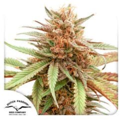 Dutch Passion Durban Dew