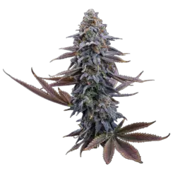 g13 genius cannabis seeds by brothers grimm seeds