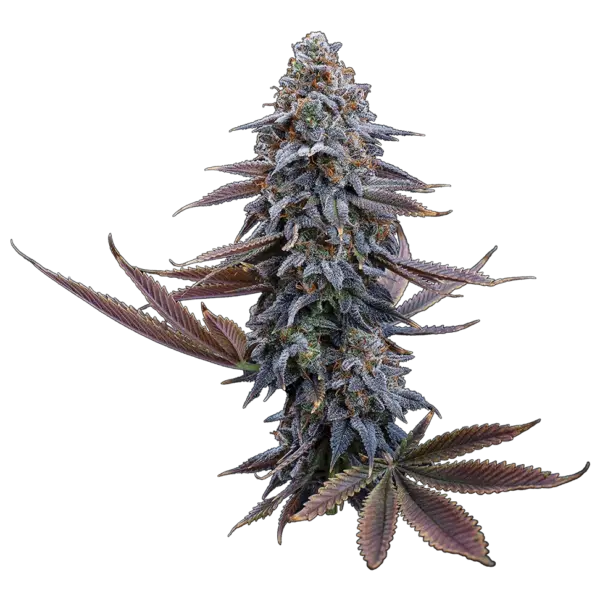 g13 genius cannabis seeds by brothers grimm seeds