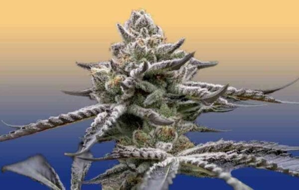 Close-up of a frosty, dense Blumosa S1 (F) cannabis bud against a gradient background transitioning from orange at the top to blue at the bottom.