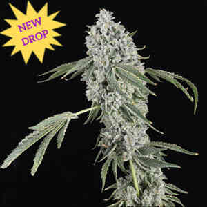 Close-up of a cannabis plant with dense buds, white trichomes, and slender green leaves. A starburst graphic in the top-left corner contains the text "NEW DROP: Chem Sweat Gelly Auto.
