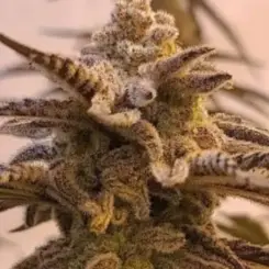 pla chata cannabis seeds by in house genetics