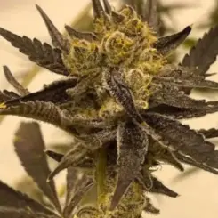 platinum float cannabis seeds by in house genetics