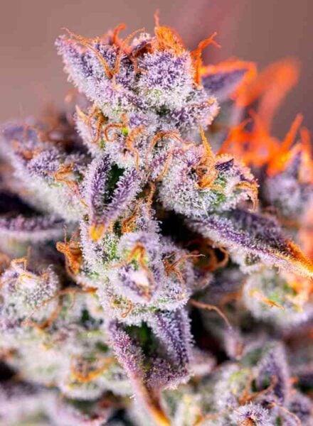 Sweet Seeds Tropicana Poison XL Auto