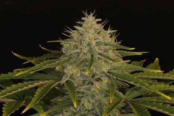 Close-up of an Ogreberry Auto cannabis plant with dense, frosty buds and serrated leaves against a black background.