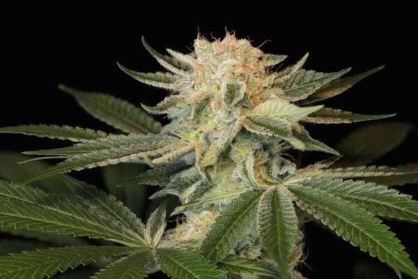 Close-up of a Strawberry Blonde F2 (F) cannabis plant with green leaves and a dense bud covered in white trichomes against a black background.
