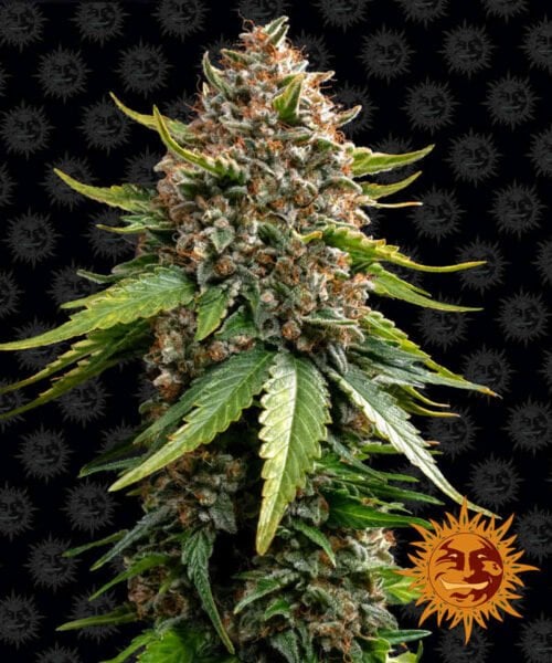 Barney's Farm White Widow XXL Auto
