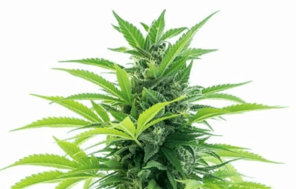 Acapulco Gold Auto