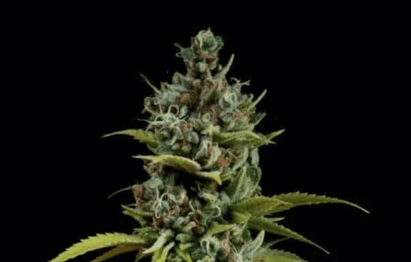 Acapulco Gold
