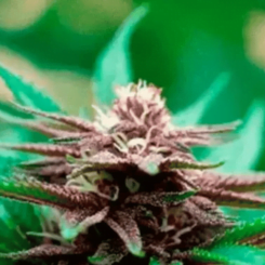 Blackberry Kush