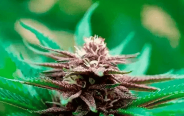 Blackberry Kush