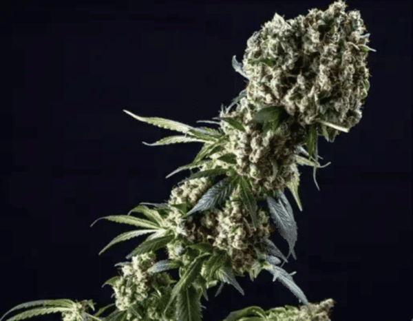Grandaddy Purple