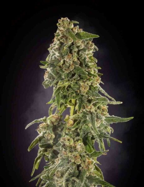 Purple Caper Seeds Alpha Skunk Donkey Dick