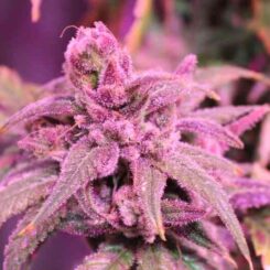 Purple Caper Seeds Forbidden Skunk