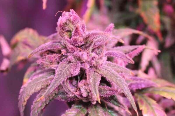 Purple Caper Seeds Forbidden Skunk