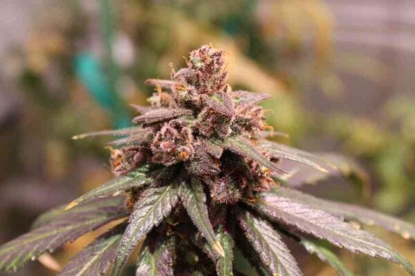 Purple Caper Seeds Grand Caper CBD