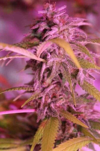Purple Caper Seeds Grape Skunk