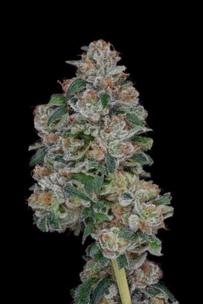 Purple Caper Seeds Headband X