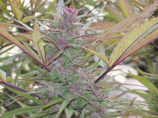 Green Mountain Seeds Purple Satellite