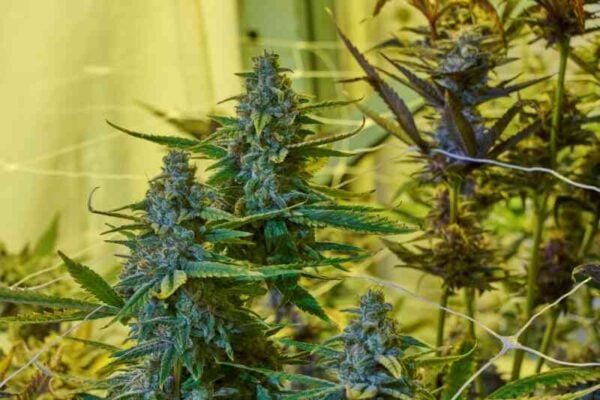 Purple Caper Seeds Orange Turbo Skunk
