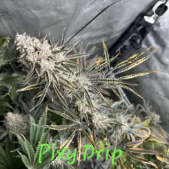 Pixy Drip Cannabis Seeds by In House Genetics