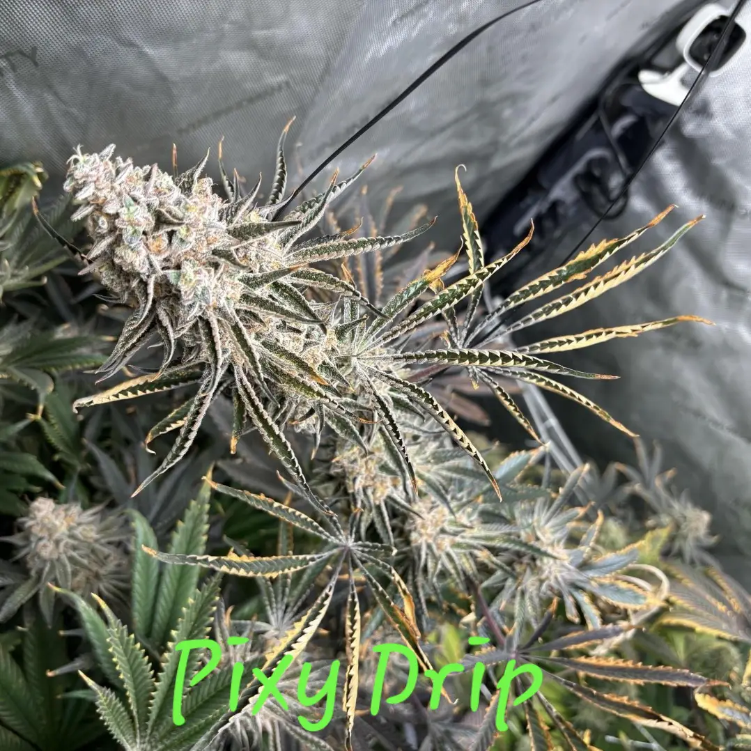 Pixy Drip Cannabis Seeds by In House Genetics Pixy Drip Cannabis Seeds by In House Genetics