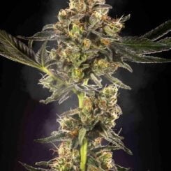 Purple Caper Seeds Alpha Skunk Roadkill