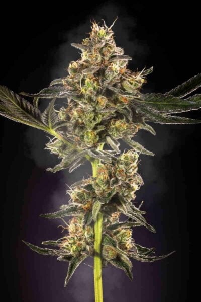 Purple Caper Seeds Alpha Skunk Roadkill