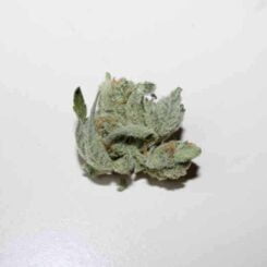 Purple Caper Seeds Alpha Skunk Cheese Phenotype