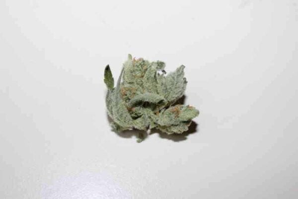 Purple Caper Seeds Alpha Skunk Cheese Phenotype