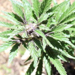 Purple Caper Skunk Runtz