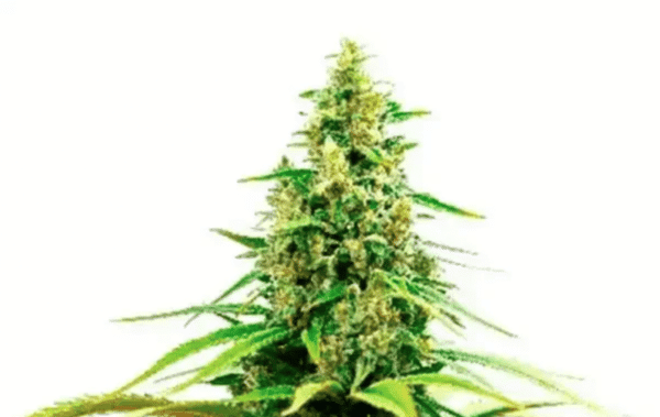 Strawberry Cough Fem