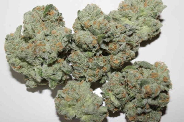 Purple Caper Seeds ZaZa Skunk