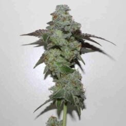 Z OG Cannabis Seeds by Purple Caper Seeds