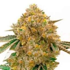 Durban Poison Auto