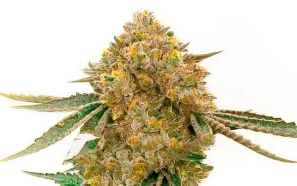 Durban Poison Auto