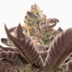 Close-up of a Grandaddy Purple Auto showing green and purple leaves with trichomes, under bright light.