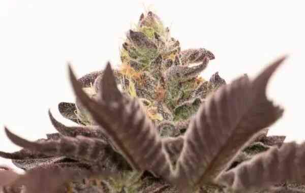 Close-up of a Grandaddy Purple Auto showing green and purple leaves with trichomes, under bright light.