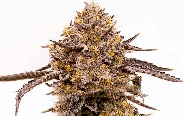 A close-up of a Purple Haze (F) cannabis bud covered in trichomes against a white background, highlighting its dense structure and intricate details of the leaves.