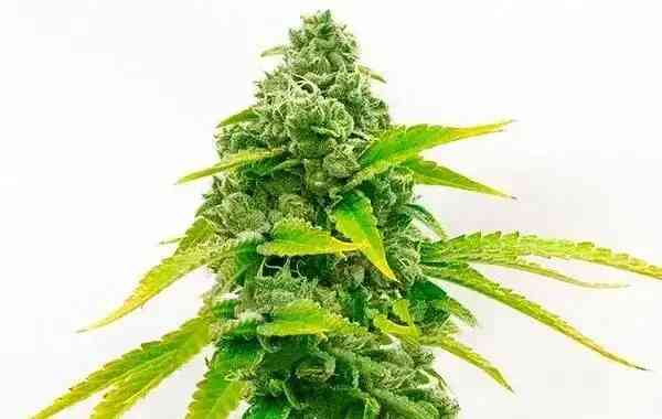 bulk white label zkittlez auto