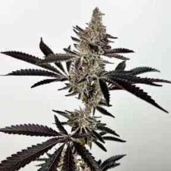 Close-up of a cannabis plant with dense, frosty buds and dark green leaves, showcasing the distinctive Cosmic 22 (F) strain, standing against a plain white background.