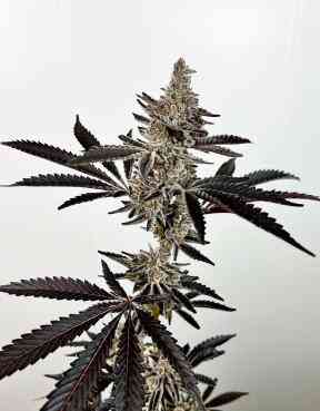 Close-up of a cannabis plant with dense, frosty buds and dark green leaves, showcasing the distinctive Cosmic 22 (F) strain, standing against a plain white background.