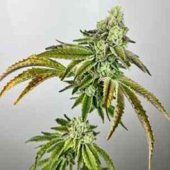 A plant with dense buds, narrow serrated leaves, and a striking appearance that seems almost otherworldly, like it belongs in Plasma Gas (F).