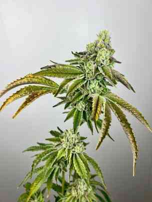 A plant with dense buds, narrow serrated leaves, and a striking appearance that seems almost otherworldly, like it belongs in Plasma Gas (F).