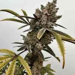 Close-up of a flowering cannabis plant with dense buds and pointed leaves, set against a plain background, showcasing the remarkable growth typical of Project 9 (F).