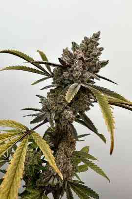 Close-up of a flowering cannabis plant with dense buds and pointed leaves, set against a plain background, showcasing the remarkable growth typical of Project 9 (F).