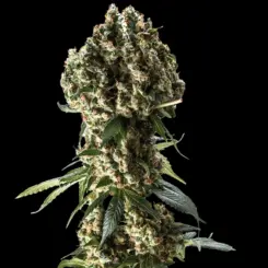 Grand Daddy Purple Cannabis Seeds by Bulk White Label